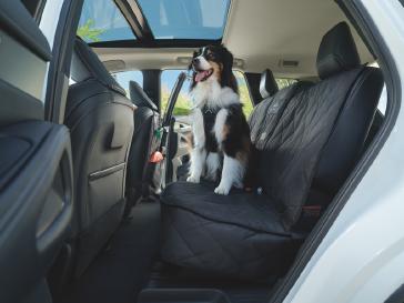 Perro con arnés sentado sobre un cubreasiento INFINITI en el asiento trasero, con luz natural entrando por el quemacocos en un día soleado.
