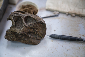 The Institute of Paleontology and Geology of Mongolian Academy of Sciences (IPG) and The Explorers Club Hong Kong Chapter, supported by INFINITI Motor Company, announced a breakthrough in paleontological methodology on June 29.