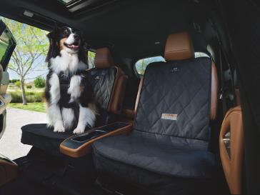 Perro feliz con arnés, sentado en el asiento trasero de un INFINITI, listo para salir de paseo