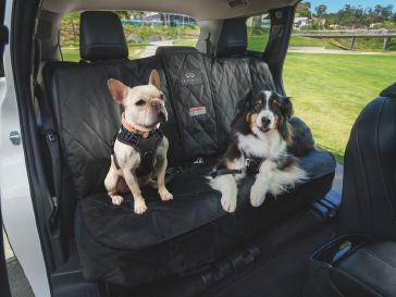 Dos perros con arneses sentados en el asiento trasero de un INFINITI, listos para salir de aventura